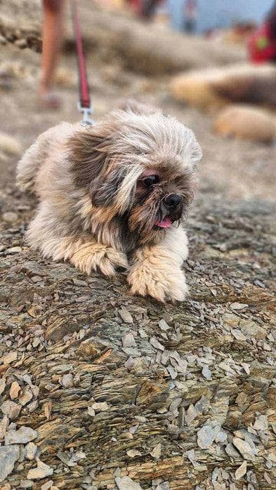 Shih Tzu Dogs For Mating In Delhi