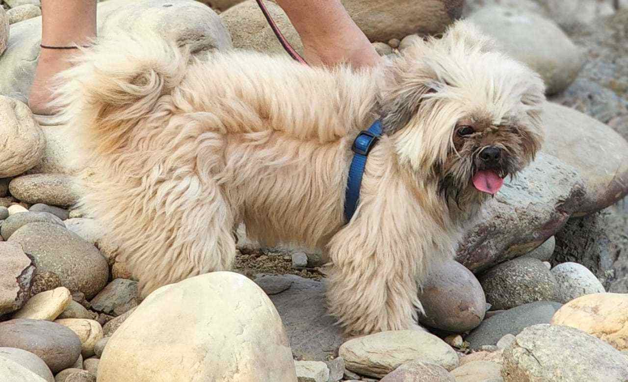 Shih Tzu Dogs For Mating In Delhi
