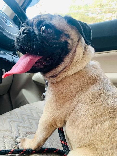 Pug Dogs For Mating In Hyderabad