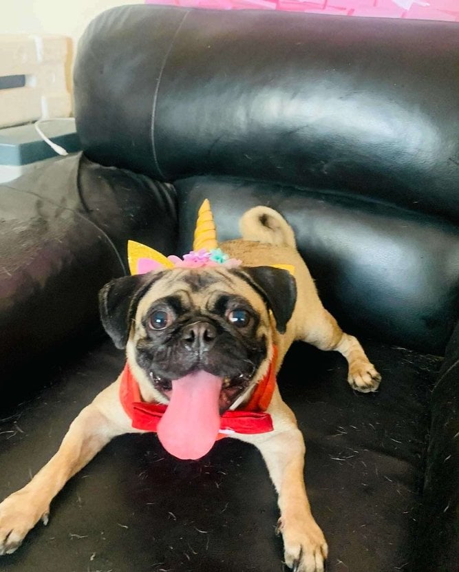Pug Dogs For Mating In Hyderabad