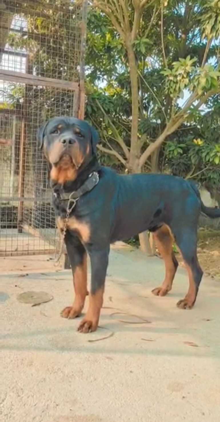 Rottweiler Dogs For Mating In Agra