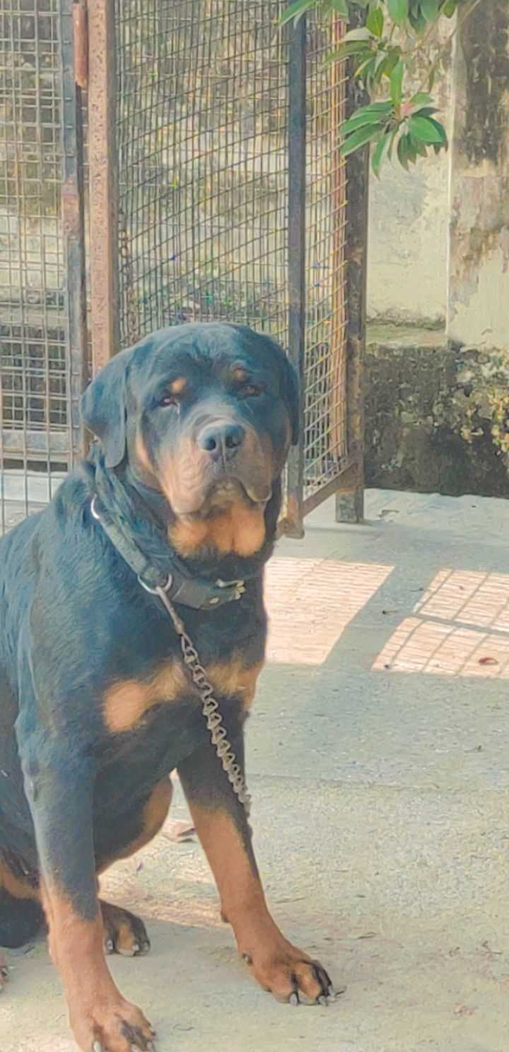 Rottweiler Dogs For Mating In Agra