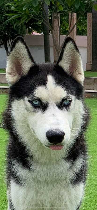 Siberian Husky Dogs For Mating In Rudrapur