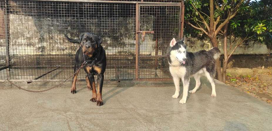 Siberian Husky Dogs For Mating In Rudrapur