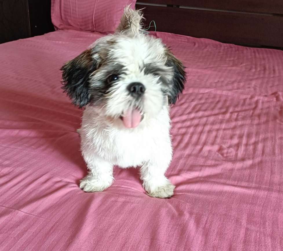 Shih Tzu Dogs For Mating In Noida