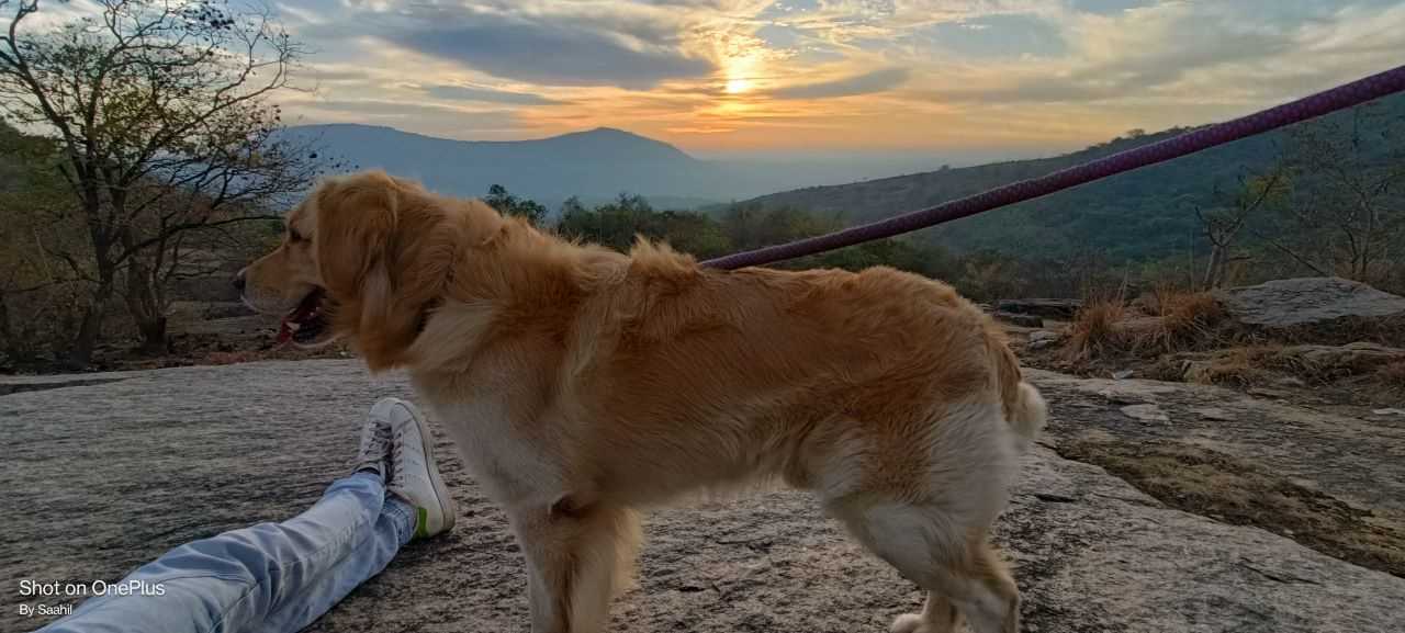 Golden Retriever Dogs For Mating In Bangalore