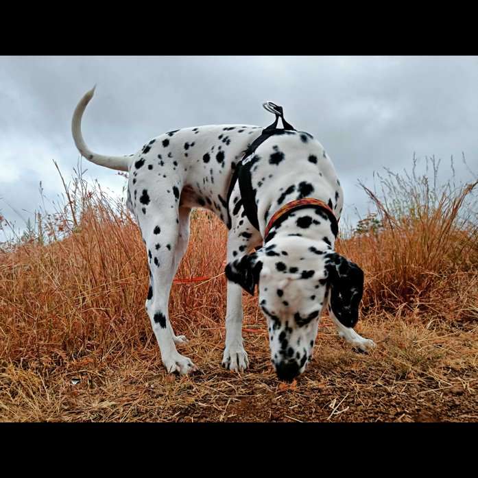 Dalmatian Dogs For Mating In Pune