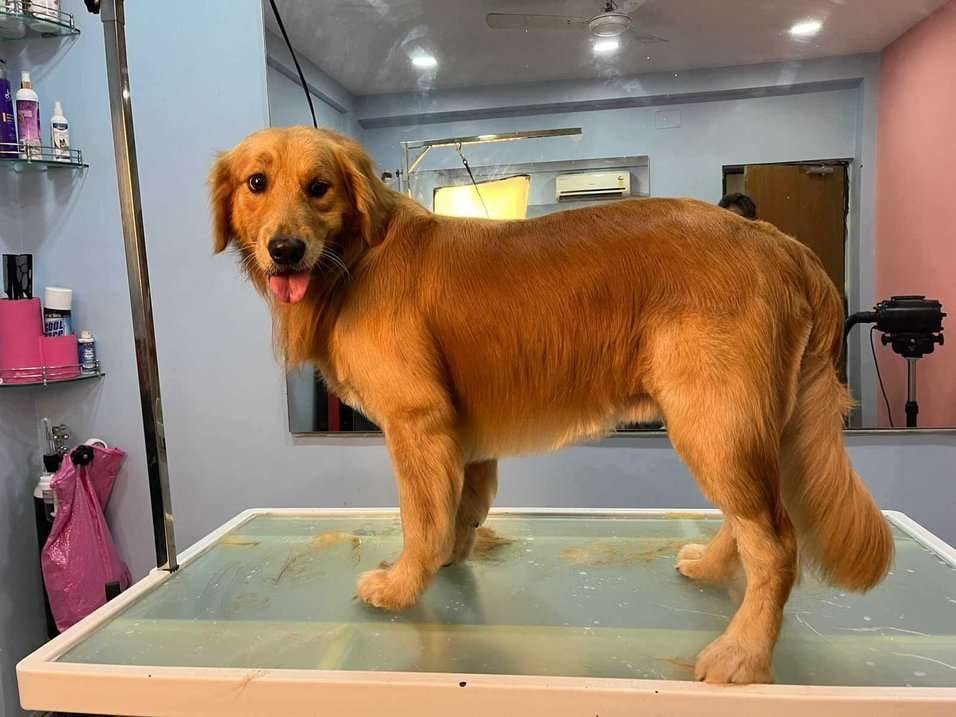 Golden Retriever Dogs For Mating In Kolkata