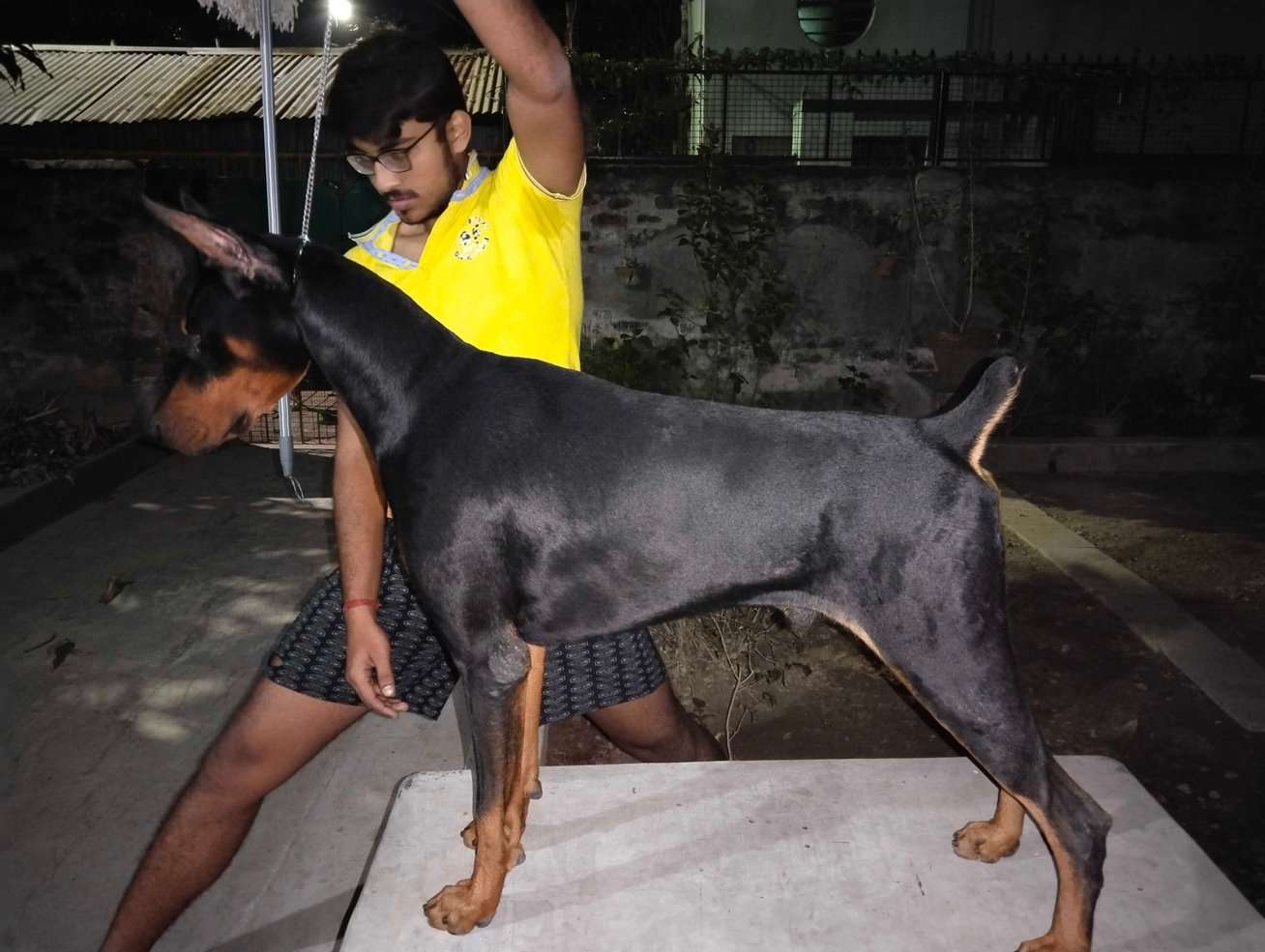 Doberman Dogs For Mating In Kolkata