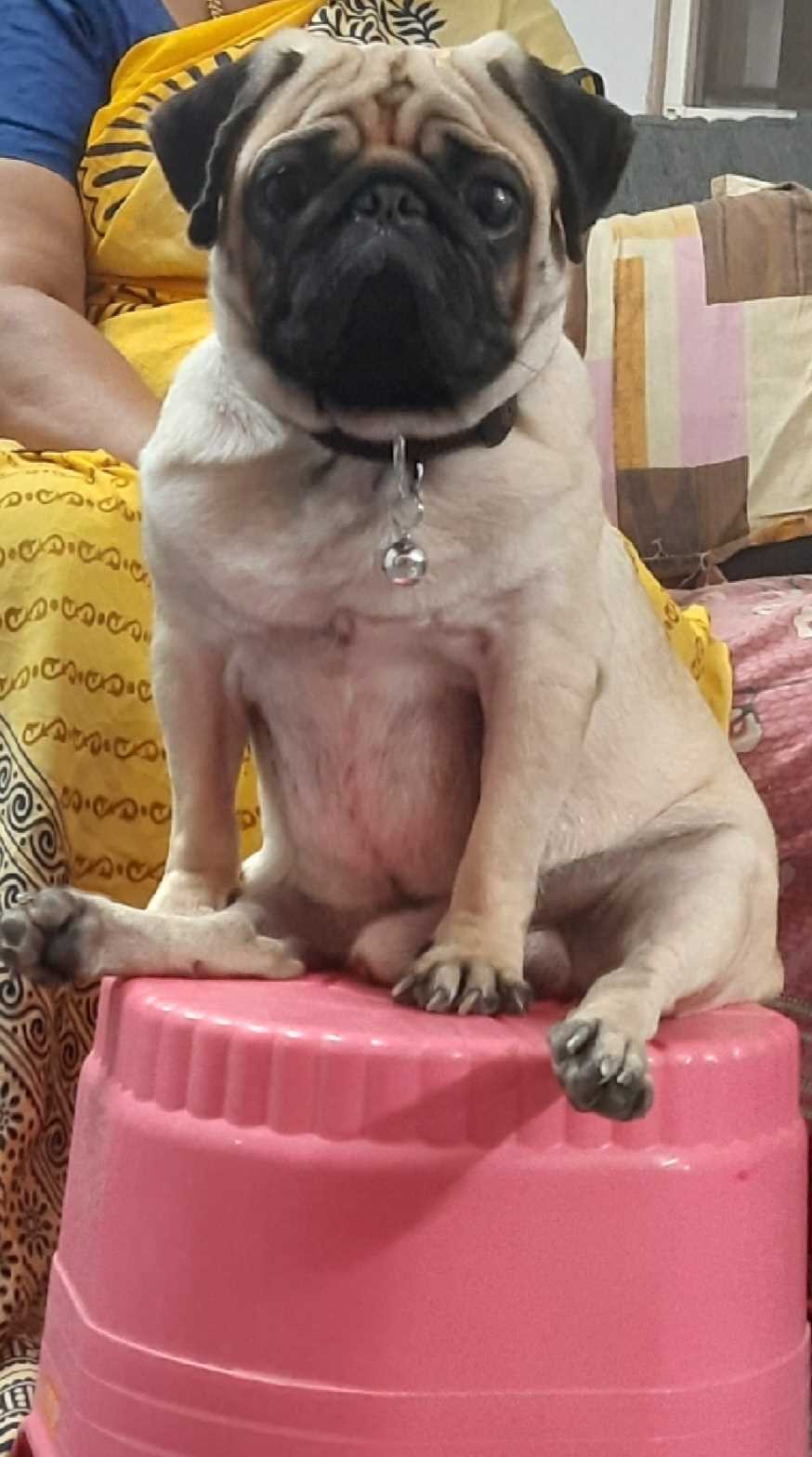 Pug Dogs For Mating In Chennai