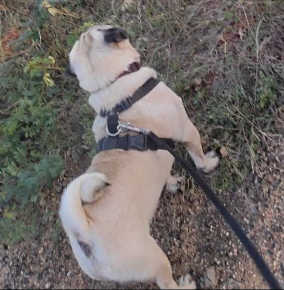 Pug Dogs For Mating In Chennai