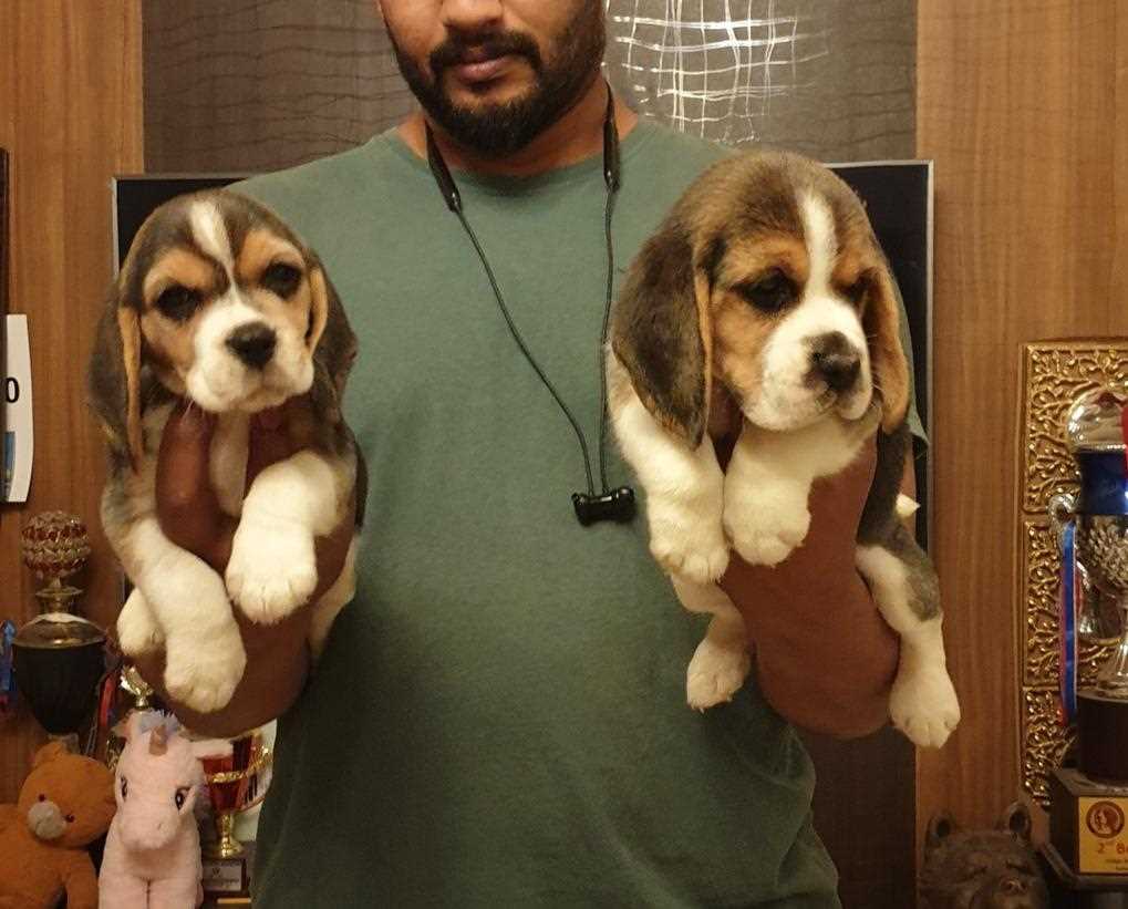 Beagle For Sale In Pune