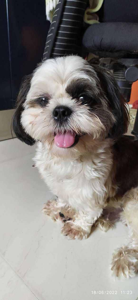 Shih Tzu Dogs For Mating In Mumbai