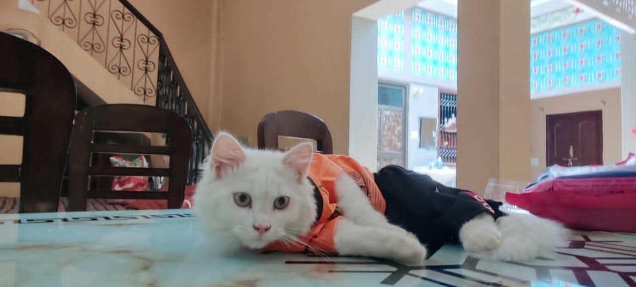 Persian For Sale In Jaunpur