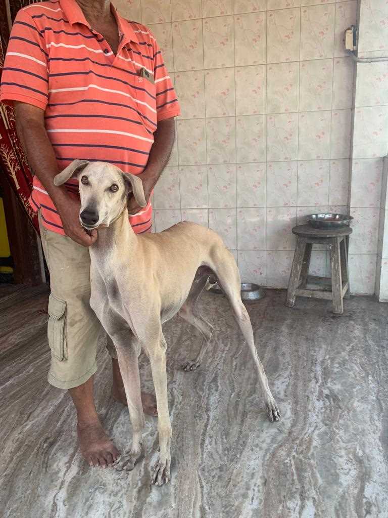 Indian Breed Dogs For Mating In Chennai