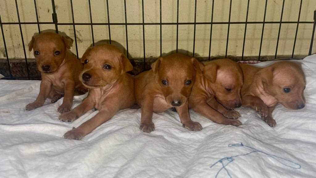 Miniature Pinscher For Sale In Bangalore