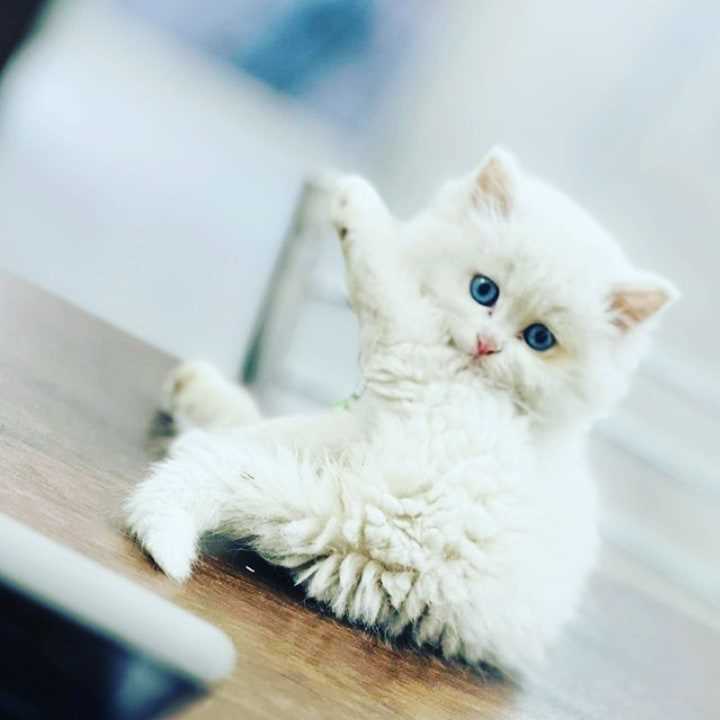 Persian For Sale In Bhatinda