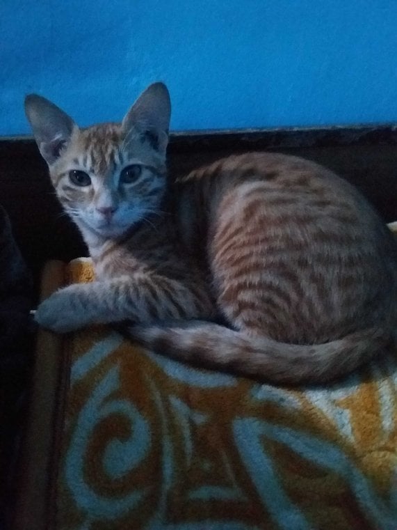 Indian Breed For Sale In Noida