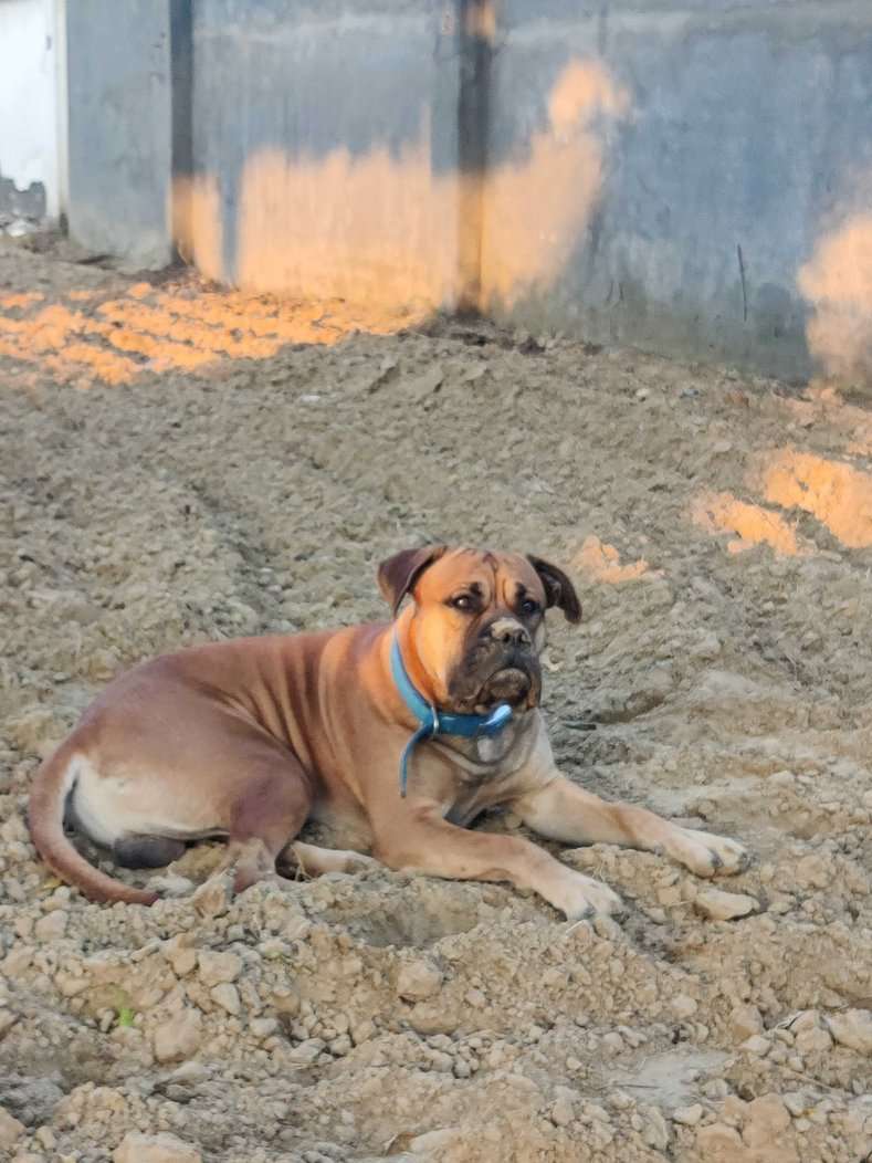 Bullmastiff Dogs For Mating In Agra