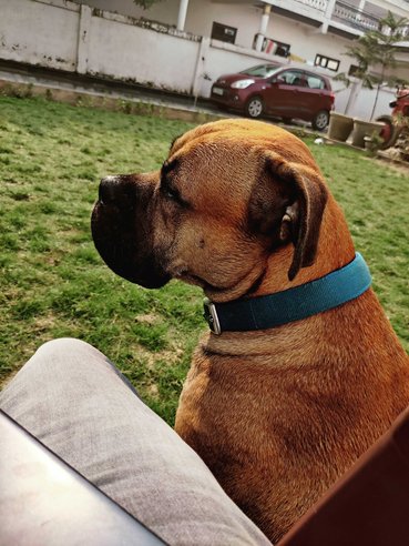 Bullmastiff Dogs For Mating In Agra