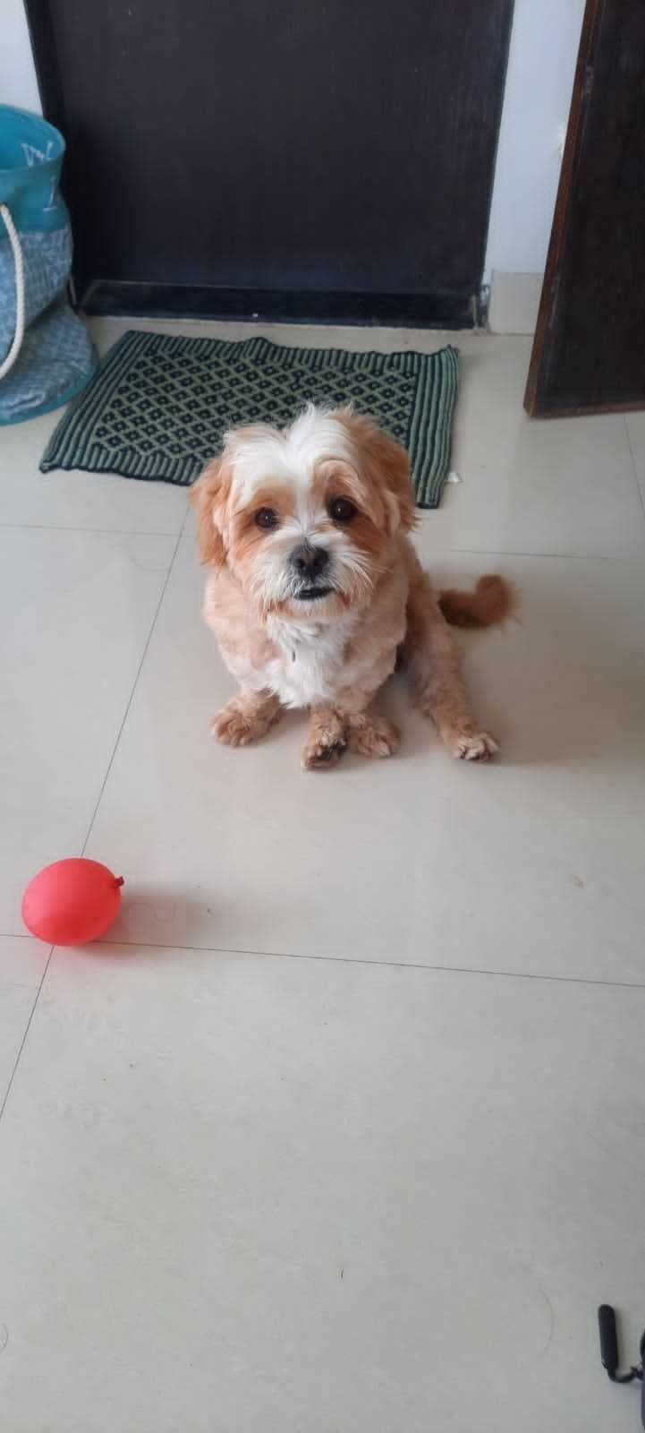 Lhasa Apso Dogs For Mating In Pune