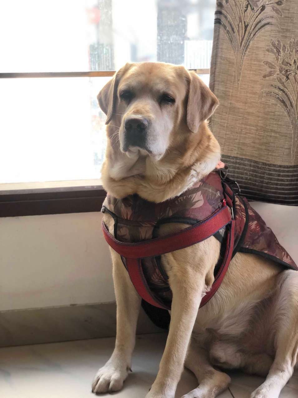 Labrador Retriever Dogs For Mating In Patiala