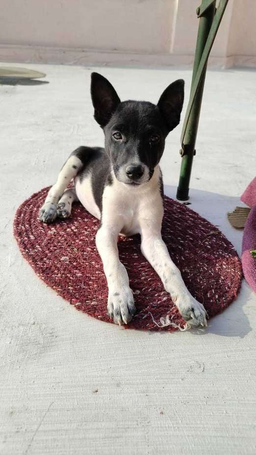 Indian Breed For Adoption In Sonipat HR