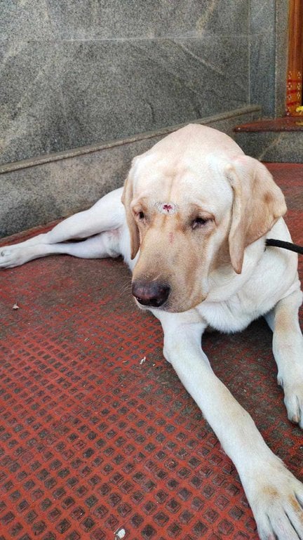 Labrador Retriever Dogs For Mating In Bangalore