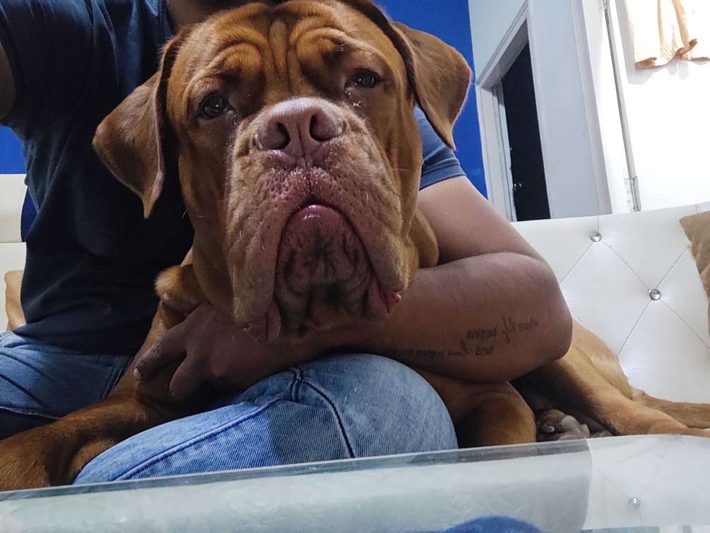 Dogue de Bordeaux Dogs For Mating In Bhopal