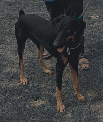 Doberman Dogs For Mating In Chennai