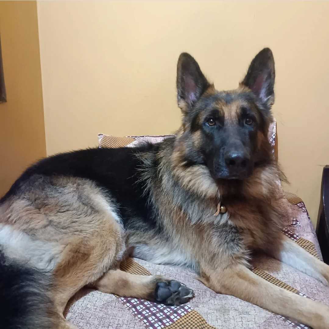 German Shepherd Dogs For Mating In Delhi