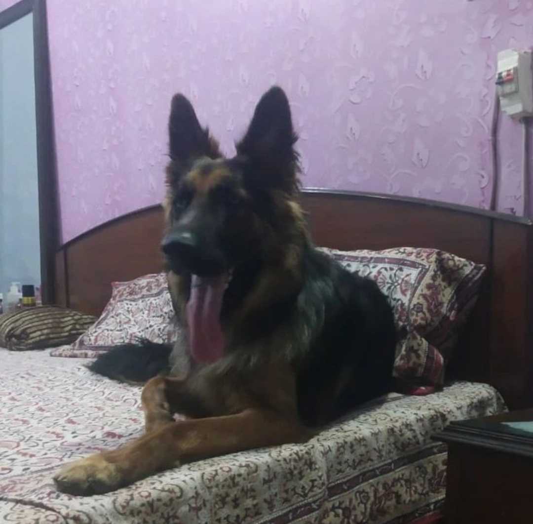 German Shepherd Dogs For Mating In Delhi