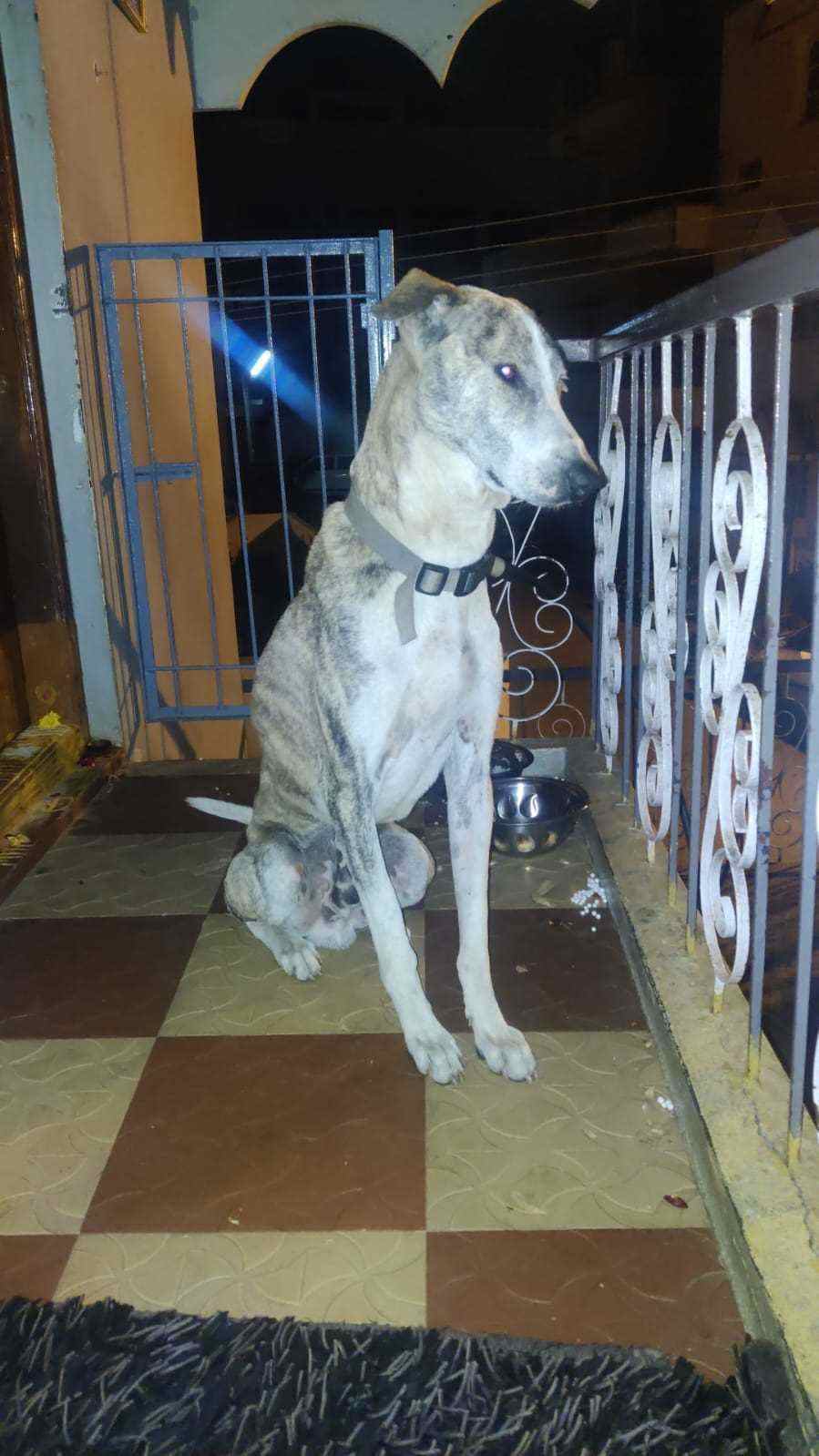 Mudhol hound Dogs For Mating In Bangalore