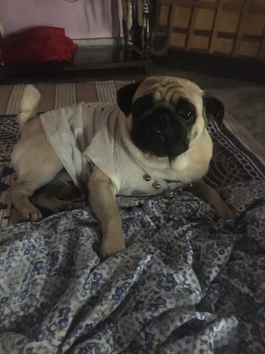 Pug Dogs For Mating In Nagpur