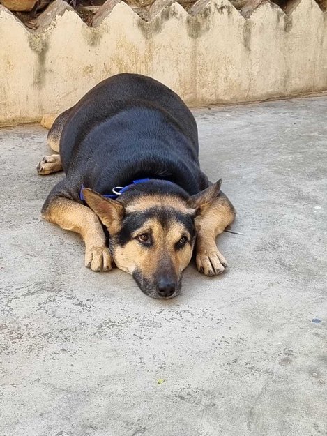 German Shepherd Dogs For Mating In Varanasi