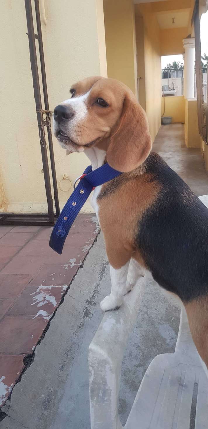 Beagle Dogs For Mating In Chennai