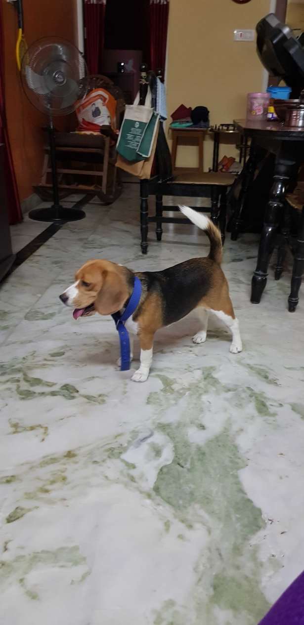 Beagle Dogs For Mating In Chennai