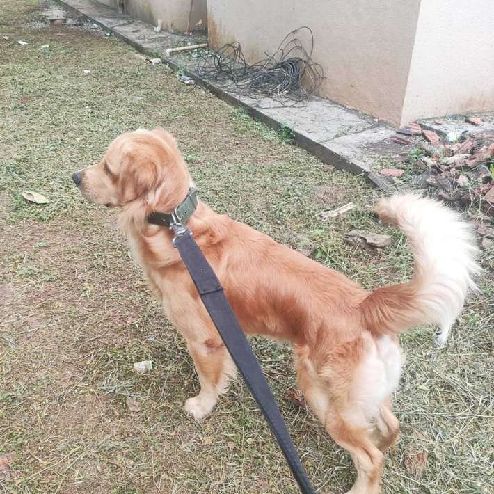 Golden Retriever Dogs For Mating In Panaji