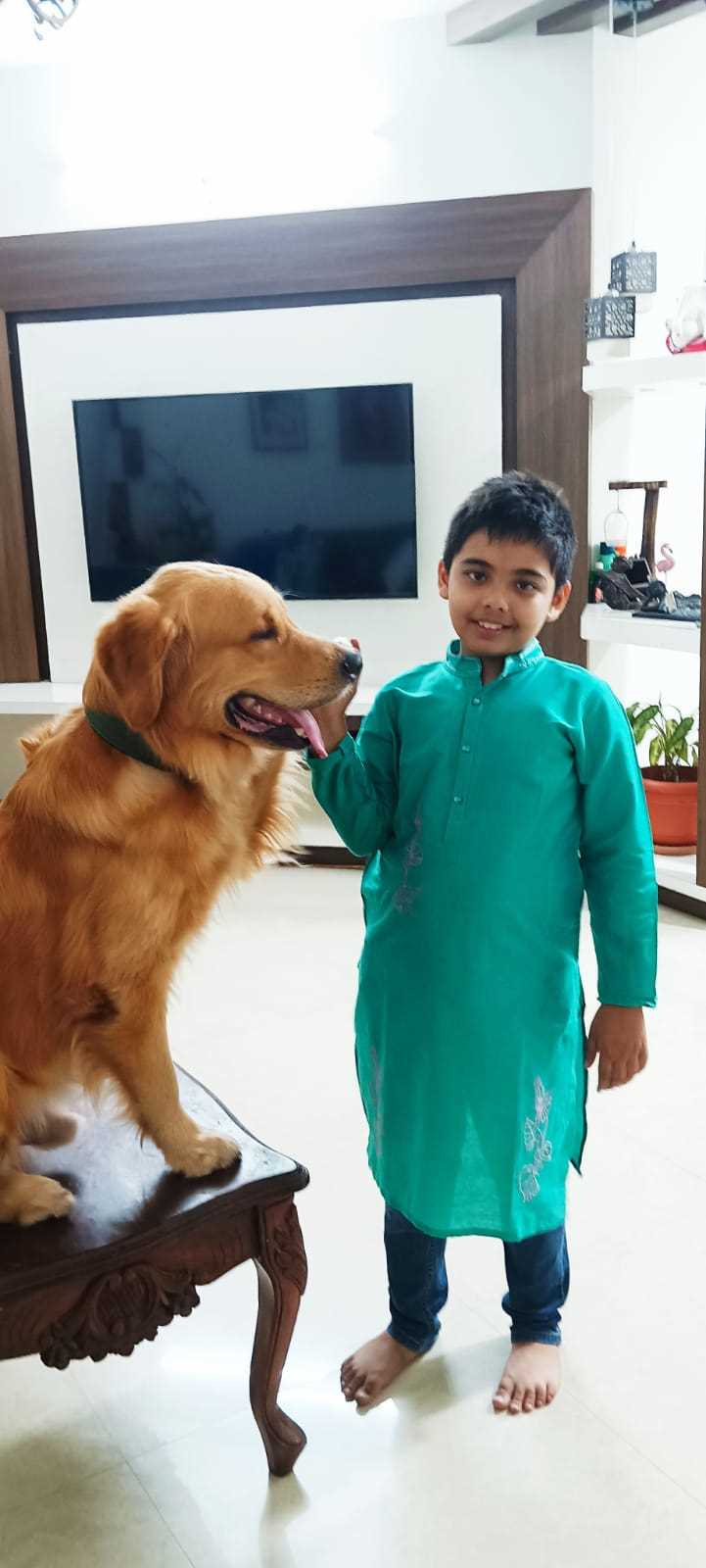 Golden Retriever Dogs For Mating In Panaji