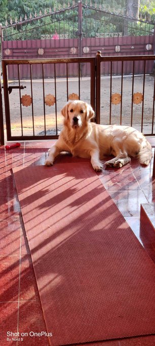 Golden Retriever Dogs For Mating In Bangalore
