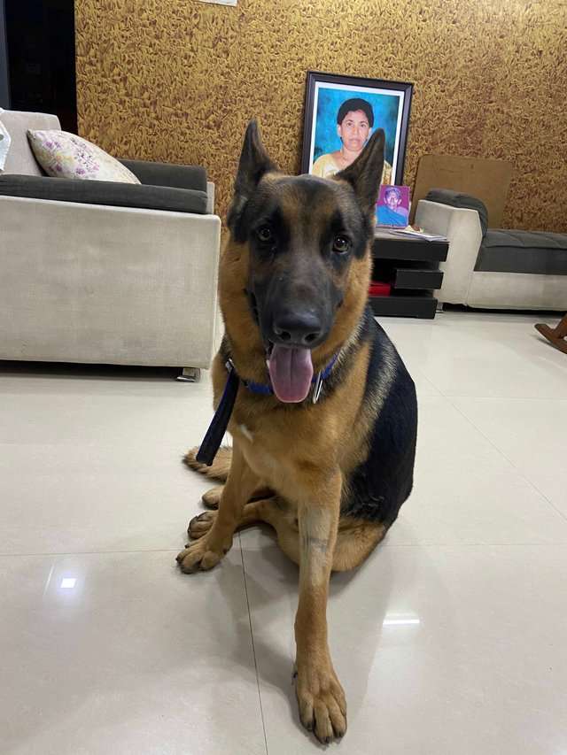 German Shepherd Dogs For Mating In Hyderabad