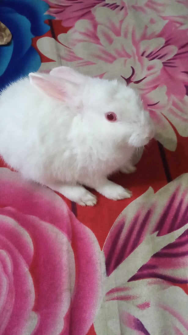Rabbits For Adoption In Ballia