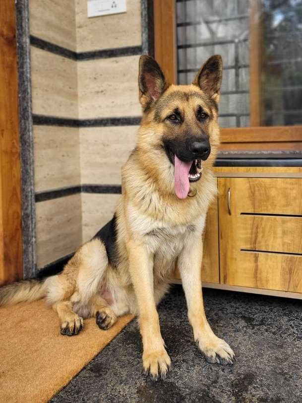 German Shepherd Dogs For Mating In Bangalore