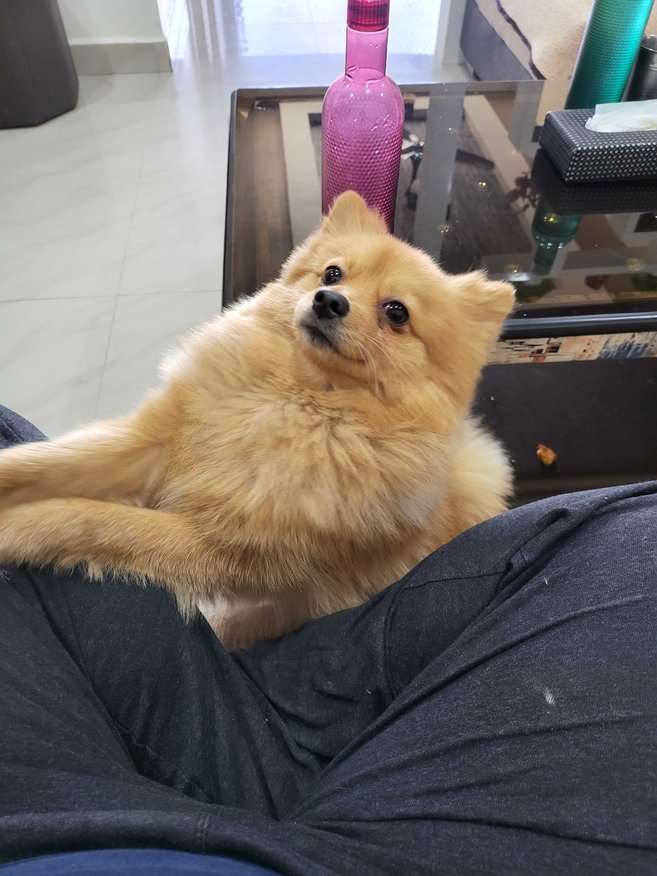 Culture Pomeranian Dogs For Mating In Ajmer