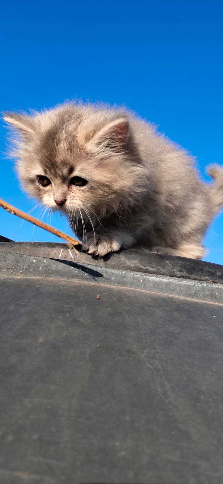 Persian For Sale In Jabalpur