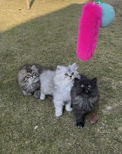 Persian For Sale In Kalimpong