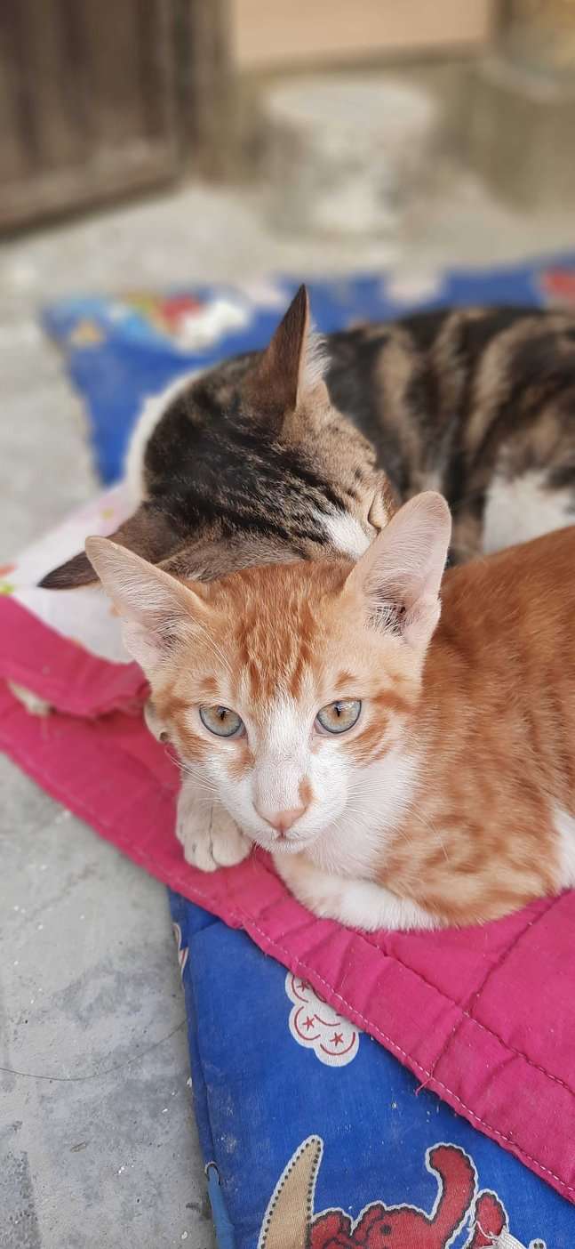 Indian Breed For Adoption In Faridabad