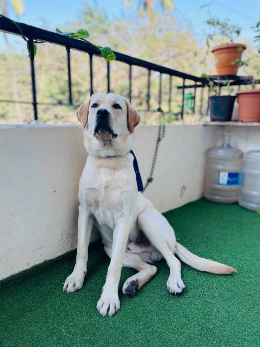 Labrador Retriever Dogs For Mating In Pune