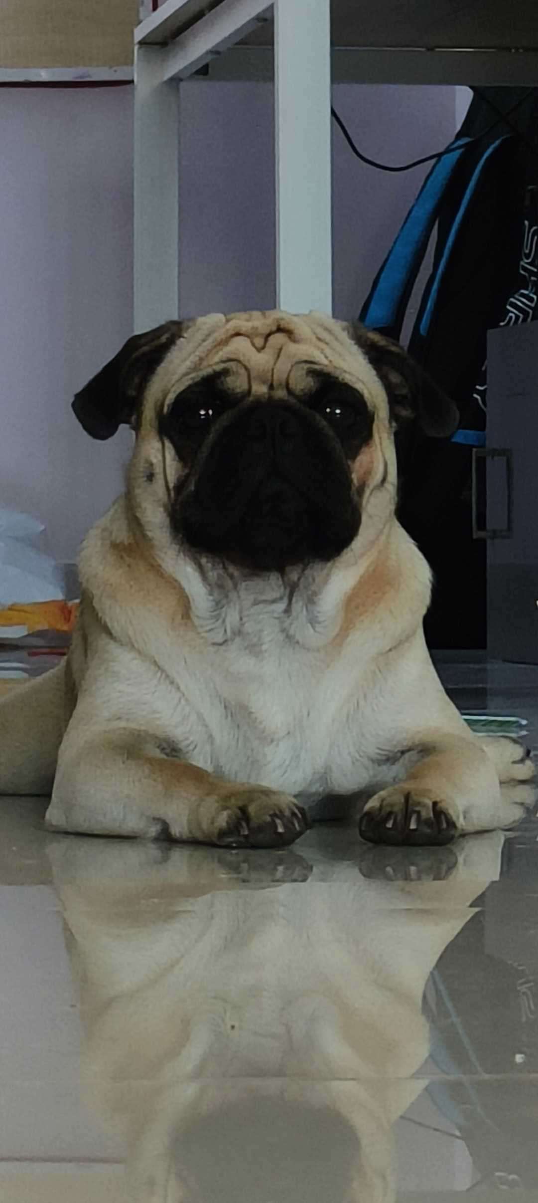 Pug Dogs For Mating In Hyderabad
