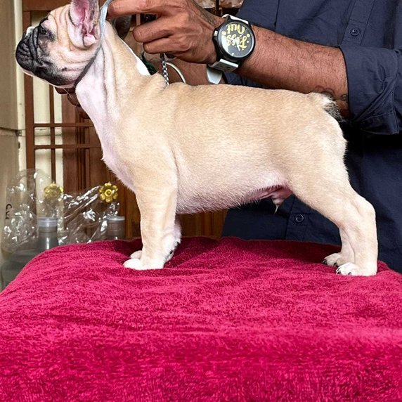 French Bulldog For Sale In Bangalore
